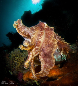 Very big Wakatobi Cuttlefish by Steven Miller 
